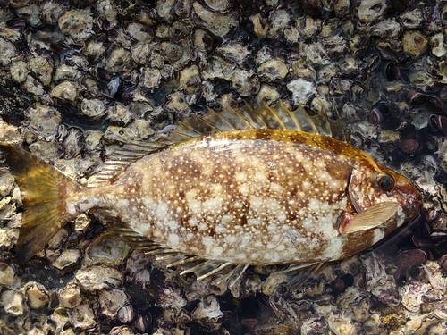 アイゴの釣果