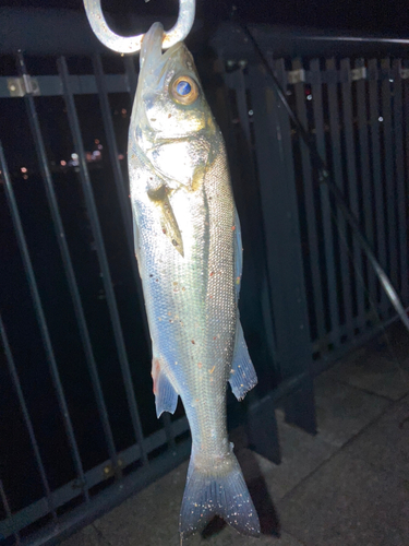 セイゴ（マルスズキ）の釣果