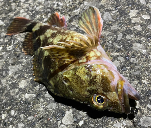 カサゴの釣果