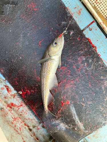 スケトウダラの釣果