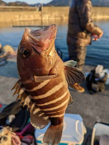 タチウオの釣果