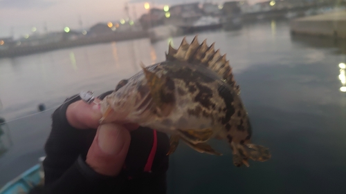 タケノコメバルの釣果