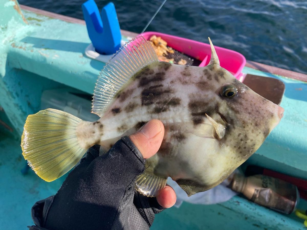 源流サバイバー相模の釣師さんの釣果 2枚目の画像