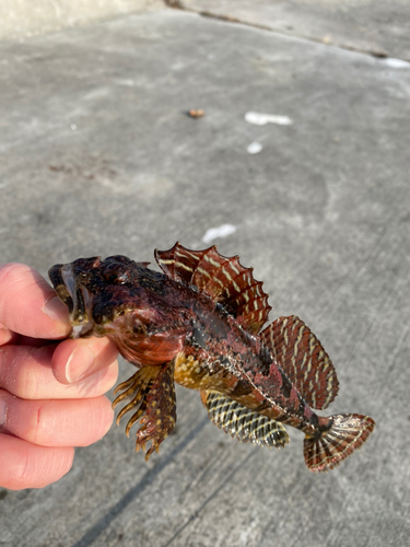 アナハゼの釣果