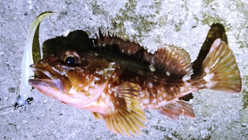 カサゴの釣果