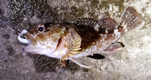 カサゴの釣果