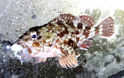 カサゴの釣果