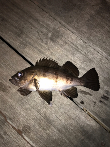 メバルの釣果