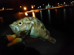 エゾメバルの釣果