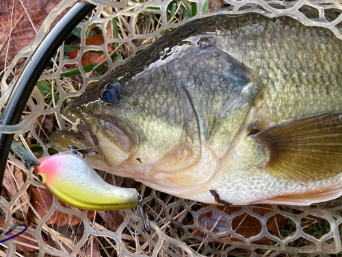 ラージマウスバスの釣果