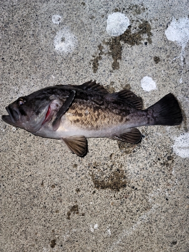 クロソイの釣果