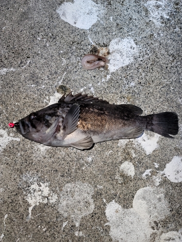 クロソイの釣果