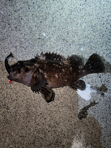 オウゴンムラソイの釣果