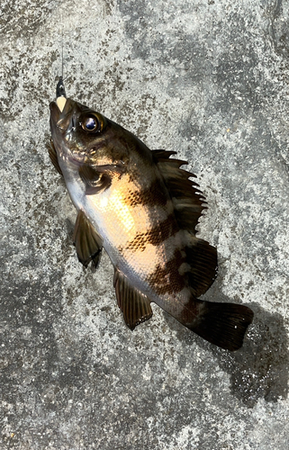 アオメバルの釣果