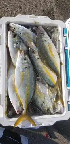 シマアジの釣果