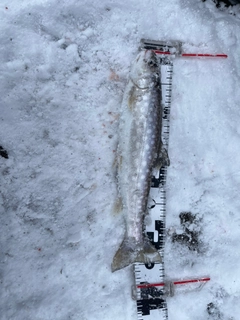 アメマスの釣果