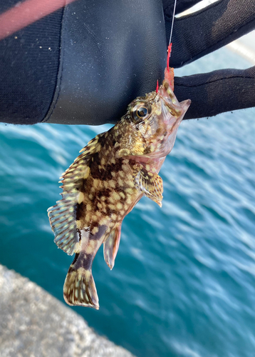 カサゴの釣果