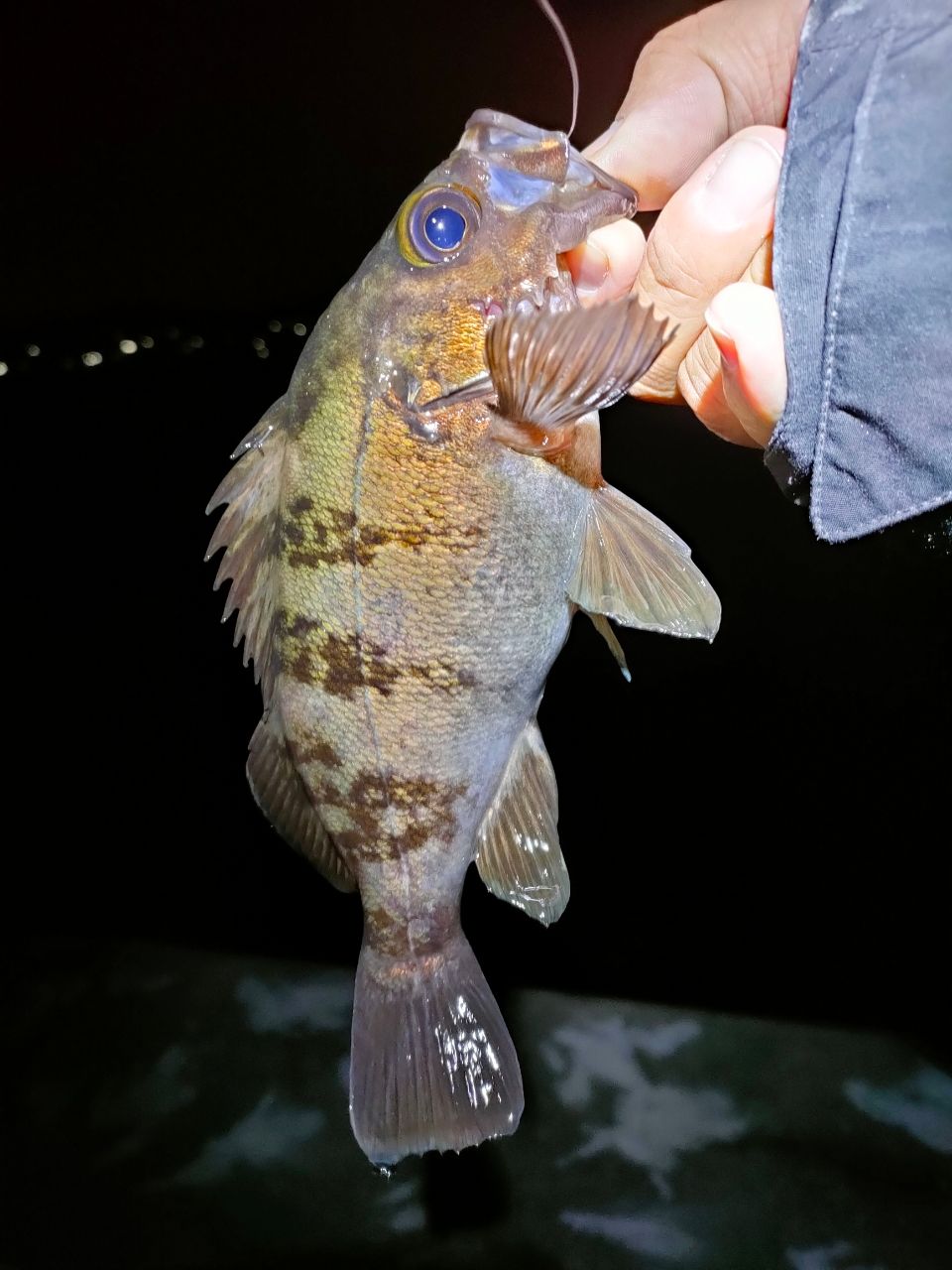 AbuGarcia ソルティーステージ・KR-X・ベイトフィネスカスタム SBFC