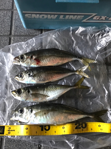 アジの釣果