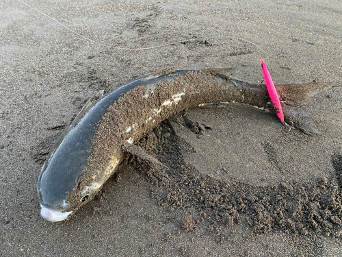 ボラの釣果