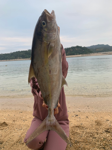 カンパチの釣果