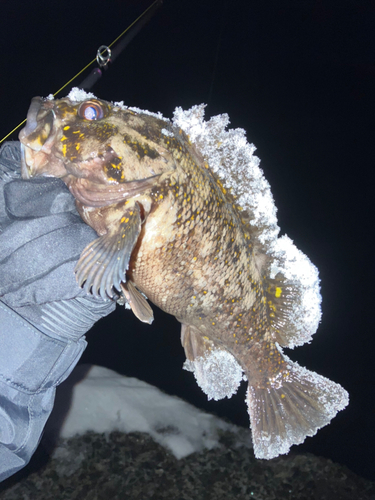 ムラソイの釣果