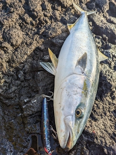 ワラサの釣果