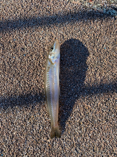 キスの釣果