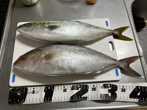 ショゴの釣果