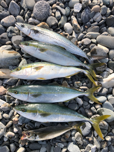 イナダの釣果