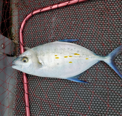 ナンヨウカイワリの釣果