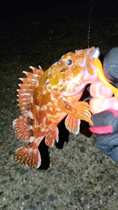 ガシラの釣果