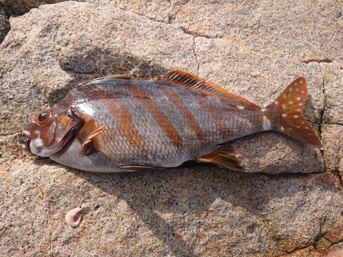 タカノハダイの釣果