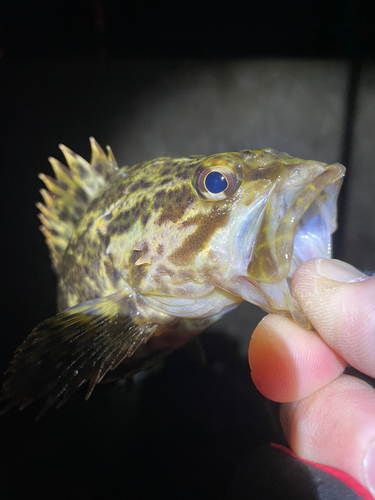 タケノコメバルの釣果