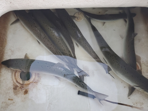 ビワマスの釣果