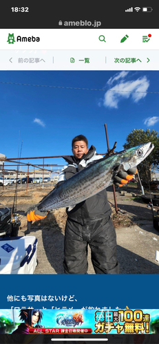 サワラの釣果