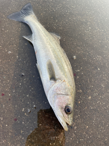 フッコ（マルスズキ）の釣果