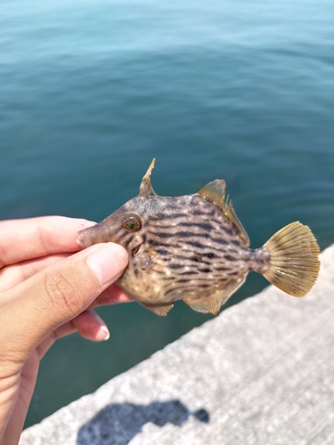 シロギスの釣果