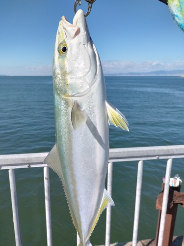 メジロの釣果