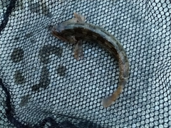 アイナメの釣果