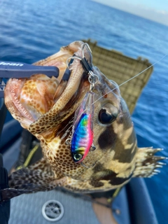 マダラハタの釣果