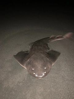 カスザメの釣果