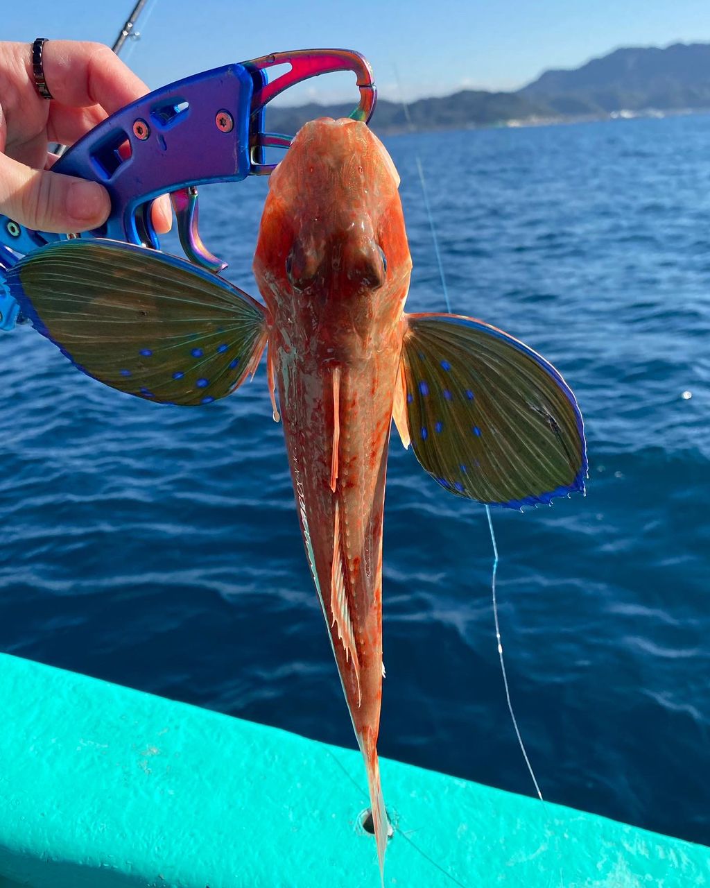 はるか%へっぽこアングラーさんの釣果 3枚目の画像