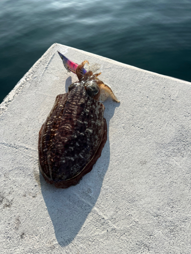 コウイカの釣果