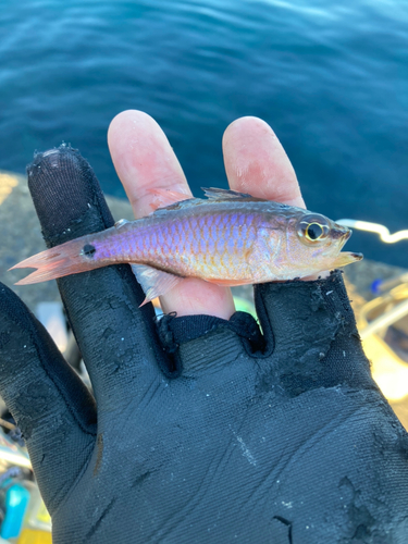 クロホシイシモチの釣果