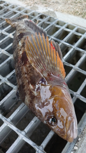 アイナメの釣果