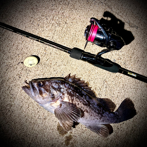 クロソイの釣果