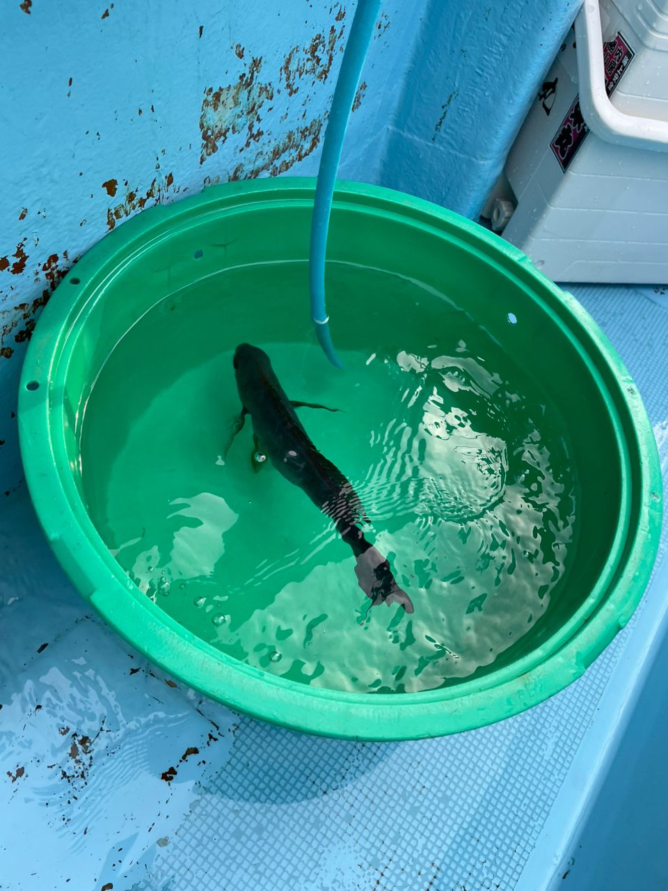 りょ☆3701さんの釣果 2枚目の画像