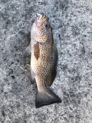 オオモンハタの釣果