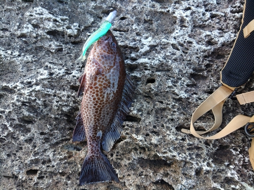 オオモンハタの釣果